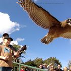 Der Junge im Hintergrund hat den Vogel gerade fliegen lassen.