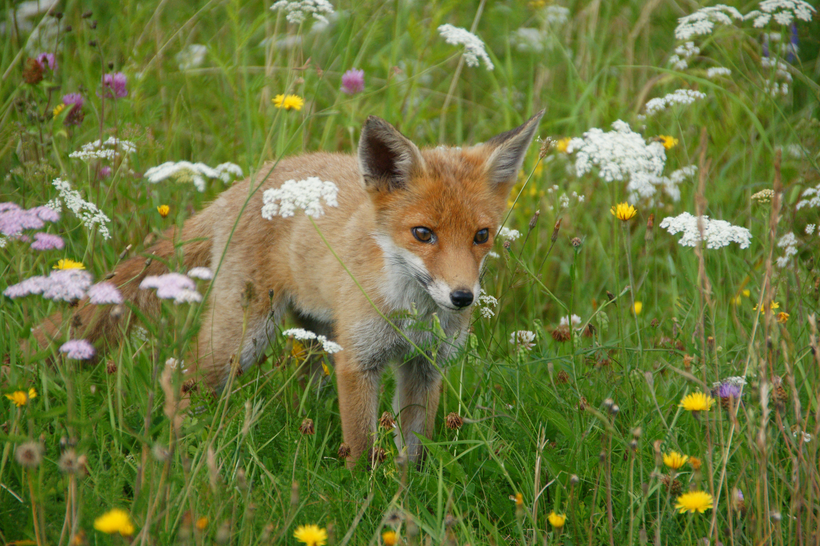 der junge neugierige Fuchs