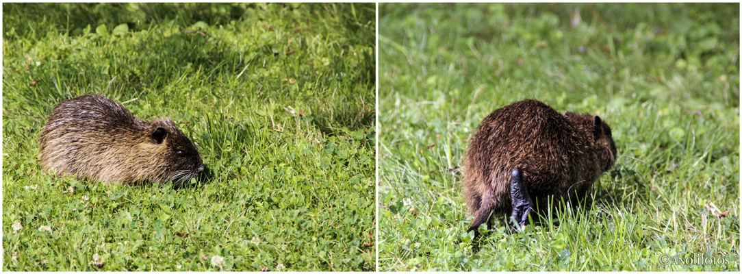 Der junge Nutria