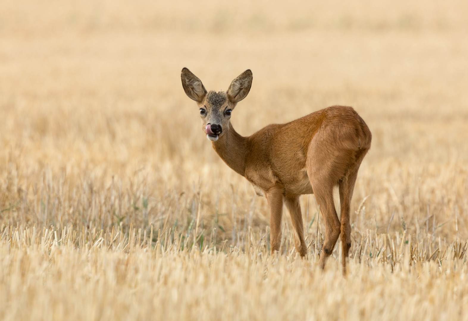 Der junge Rechbock im Sommerabendlicht...