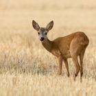 Der junge Rechbock im Sommerabendlicht...