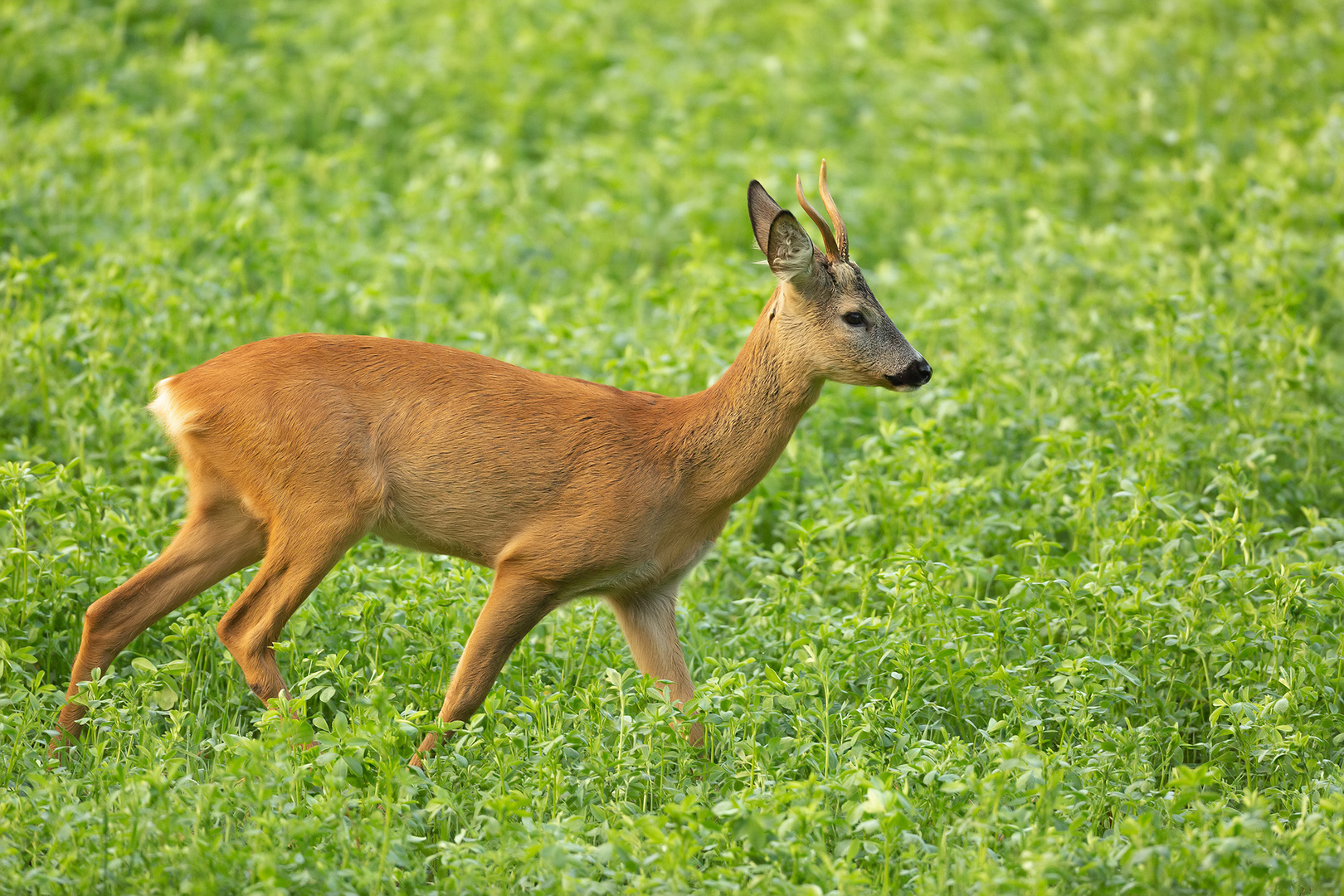 Der junge Rehbock Foto & Bild | tiere, wildlife, säugetiere Bilder auf