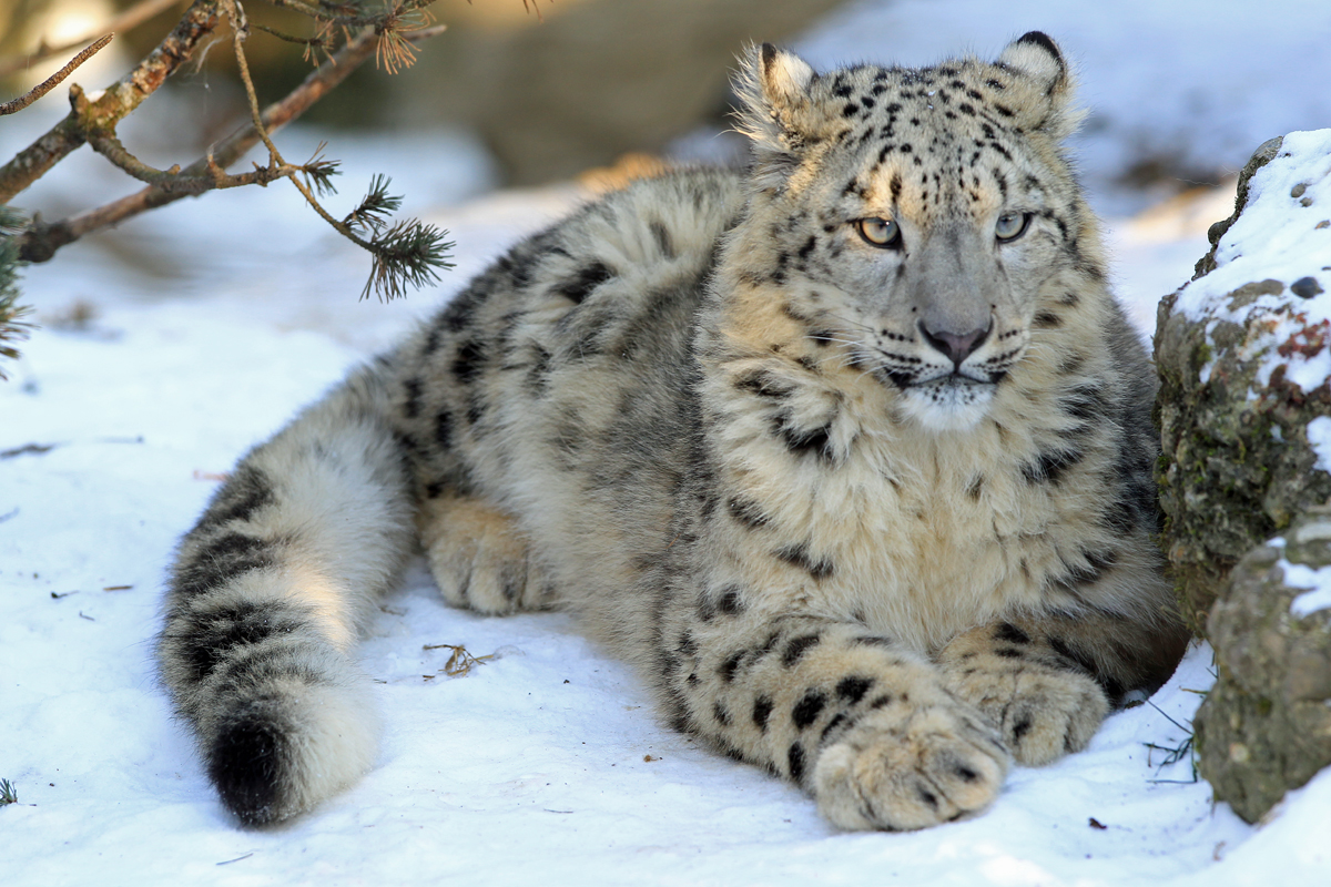 Der Junge Schneeleopard im Schnee Foto & Bild | tiere, zoo, wildpark