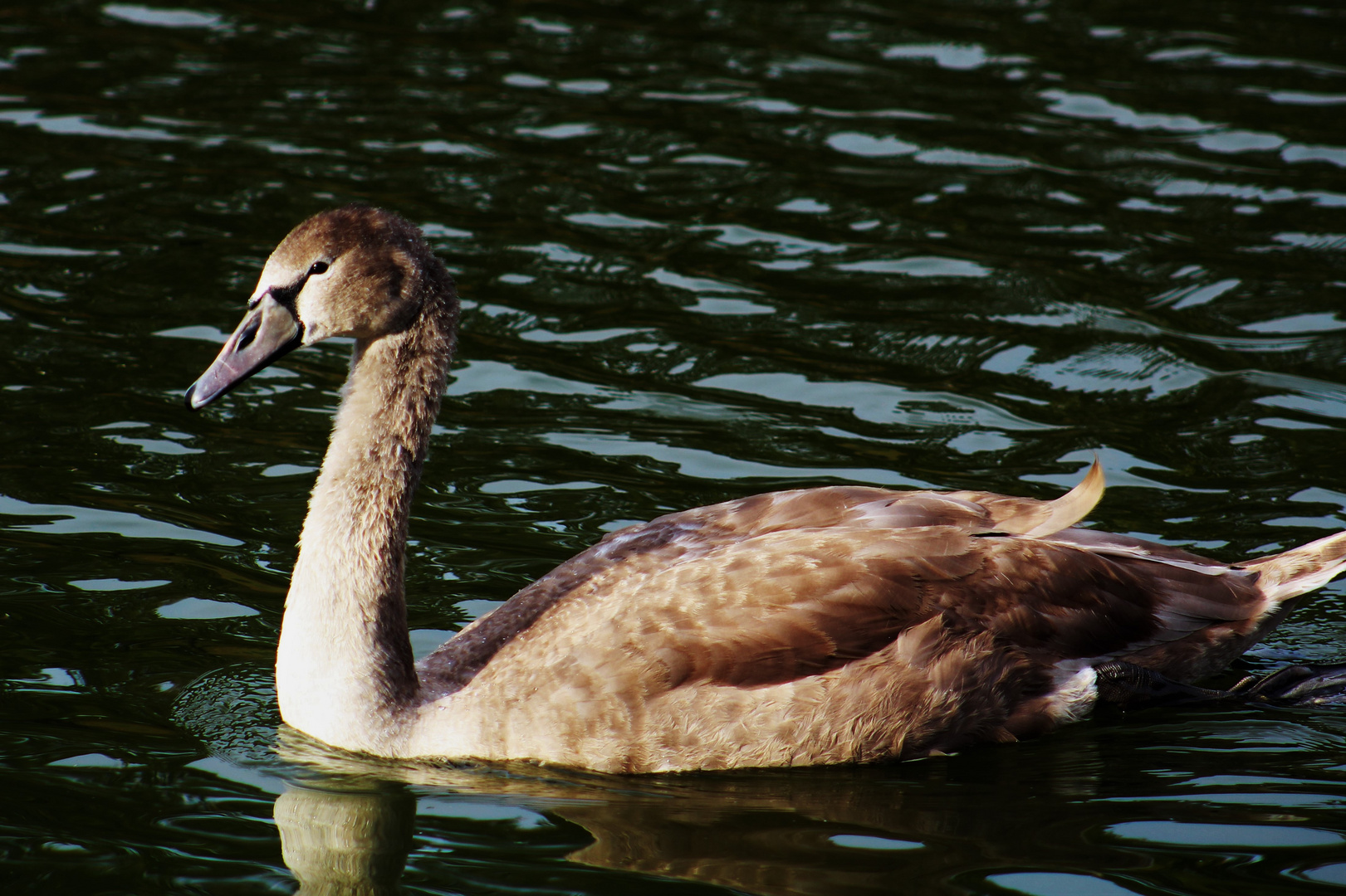 der junge Schwan