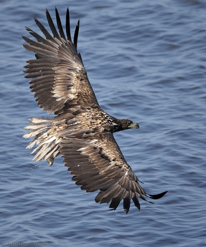 Der junge Seeadler