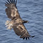 Der junge Seeadler