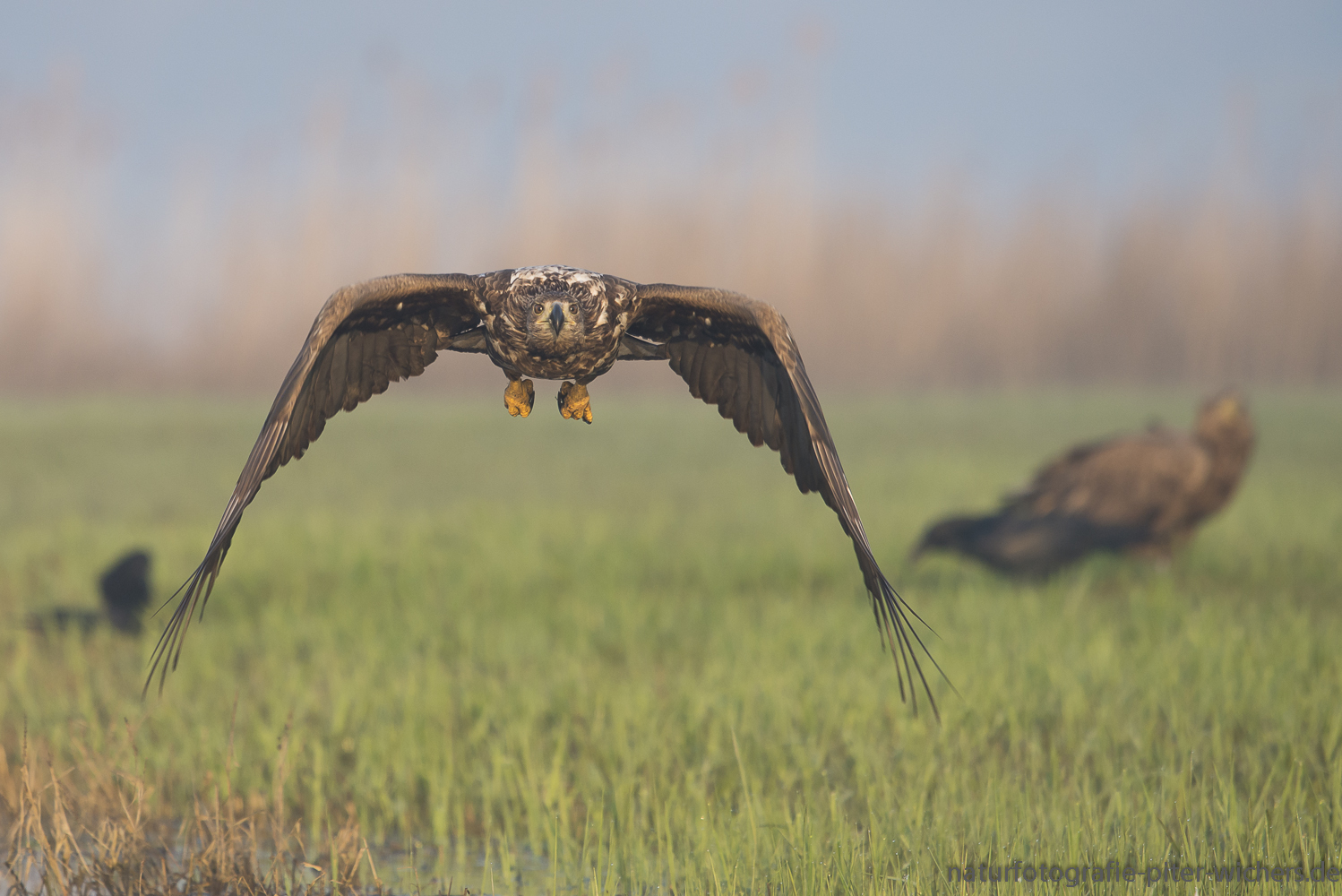 Der junge Seeadler..