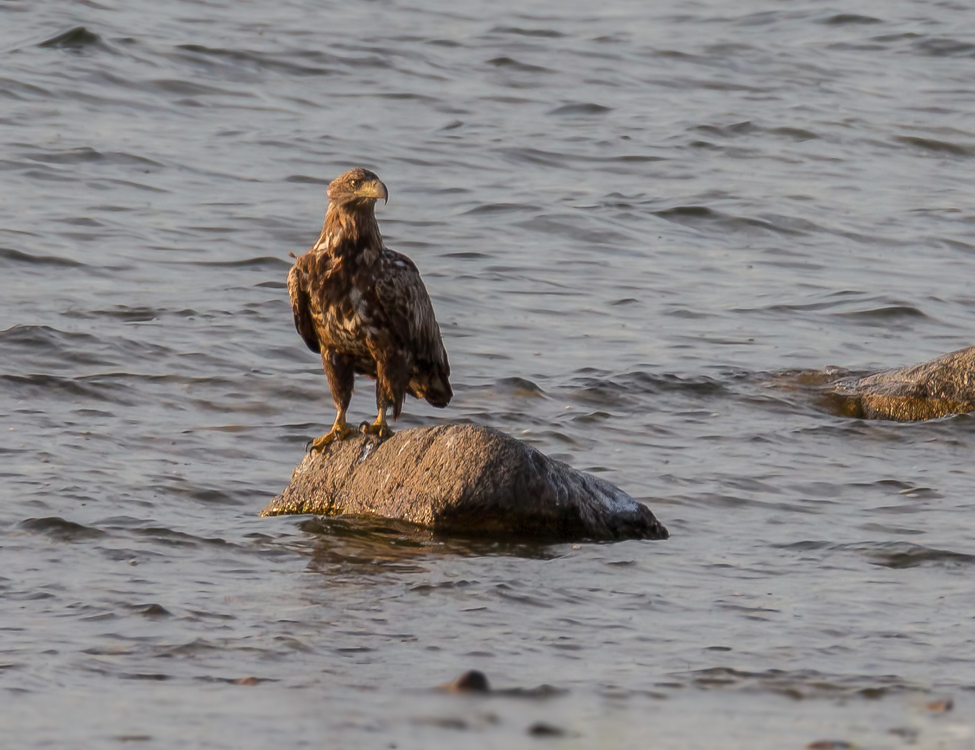 Der junge Seeadler ...