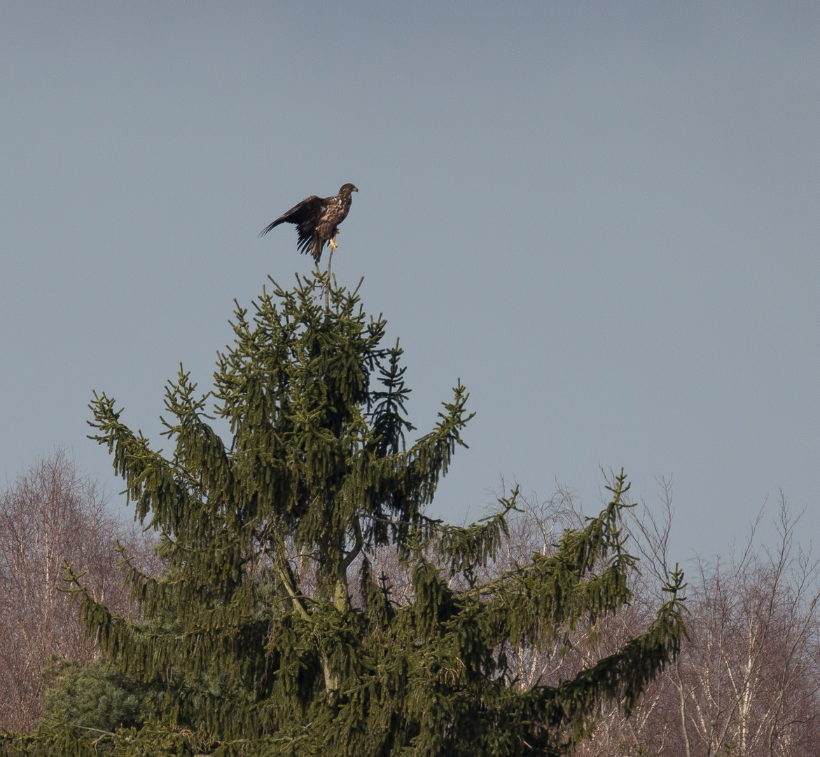 Der junge Seeadler ...