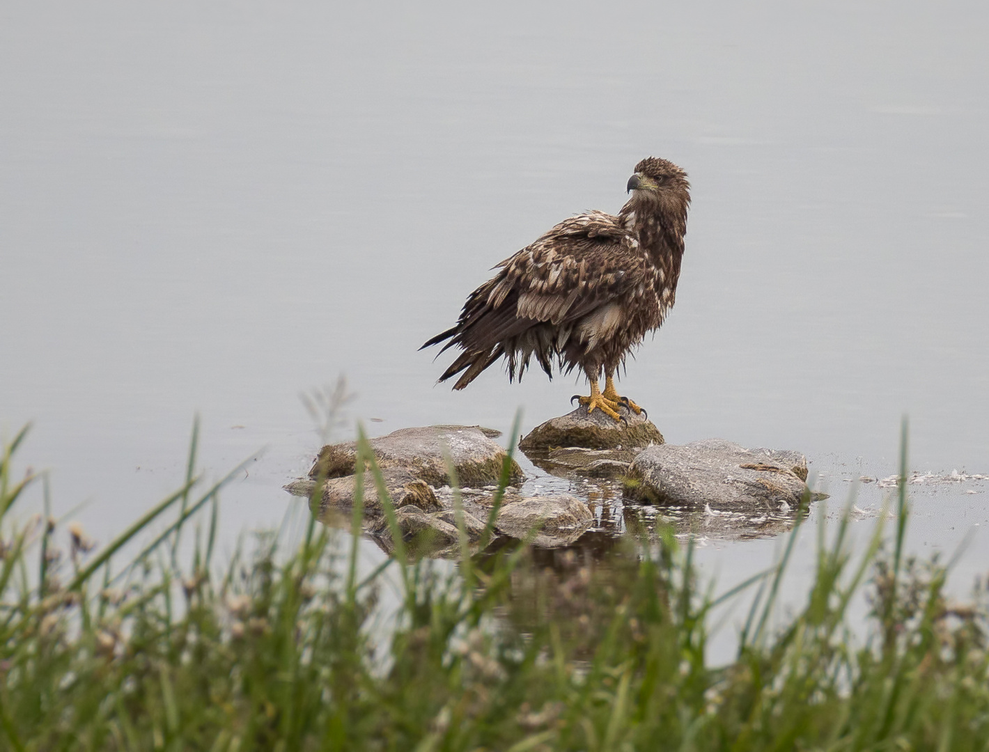 Der junge Seeadler ...