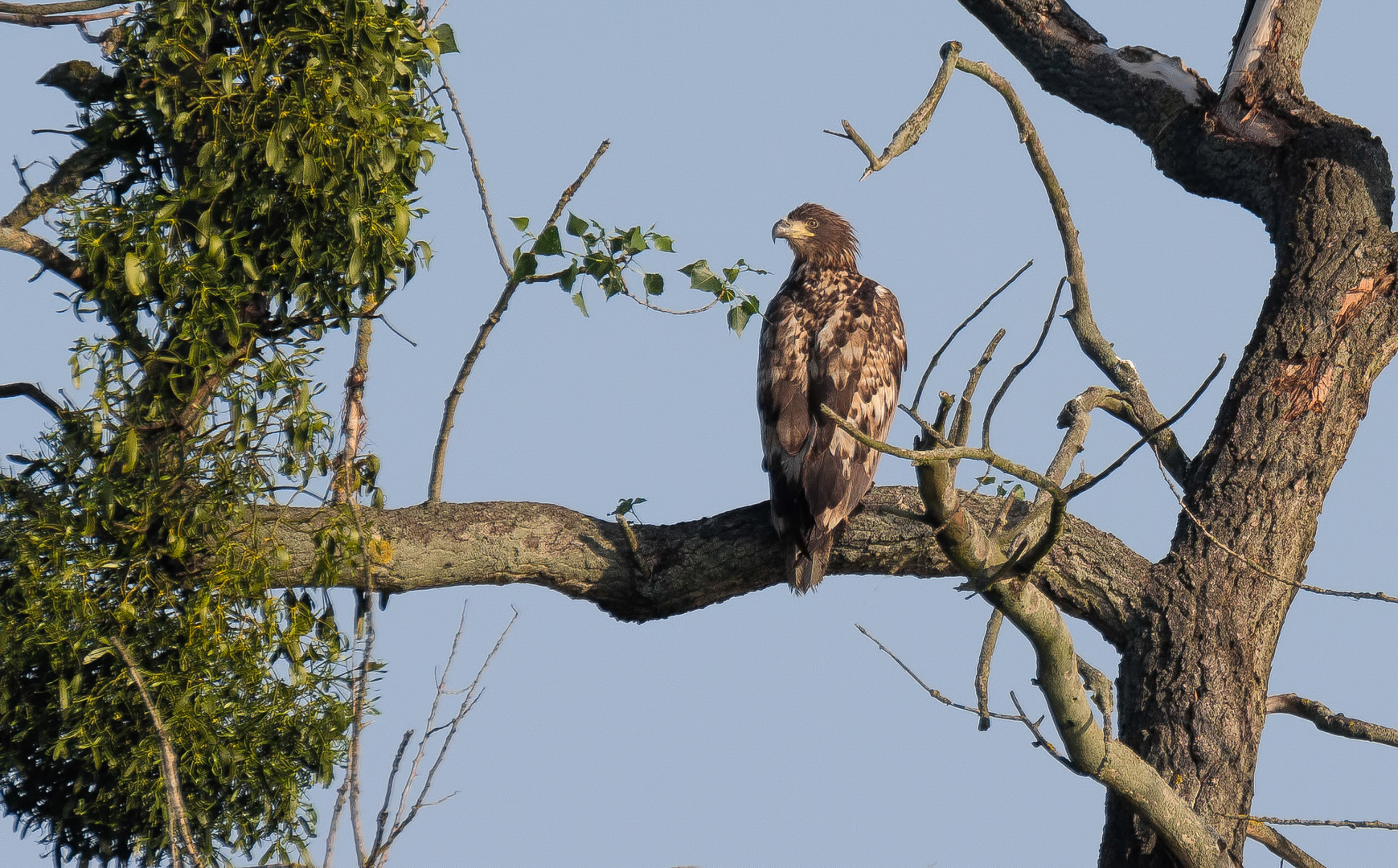 Der junge Seeadler ...