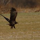 Der junge Seeadler (Haliaeetus albicilla) ...