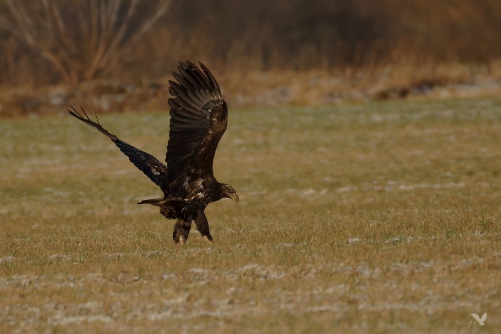 Der junge Seeadler (Haliaeetus albicilla) ...