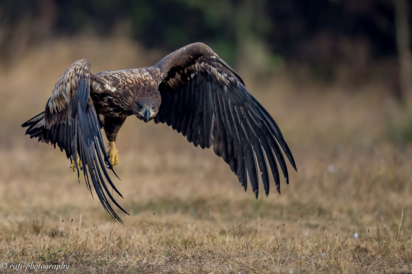 Der junge Seeadler hat den Ueberblick