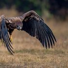 Der junge Seeadler hat den Ueberblick