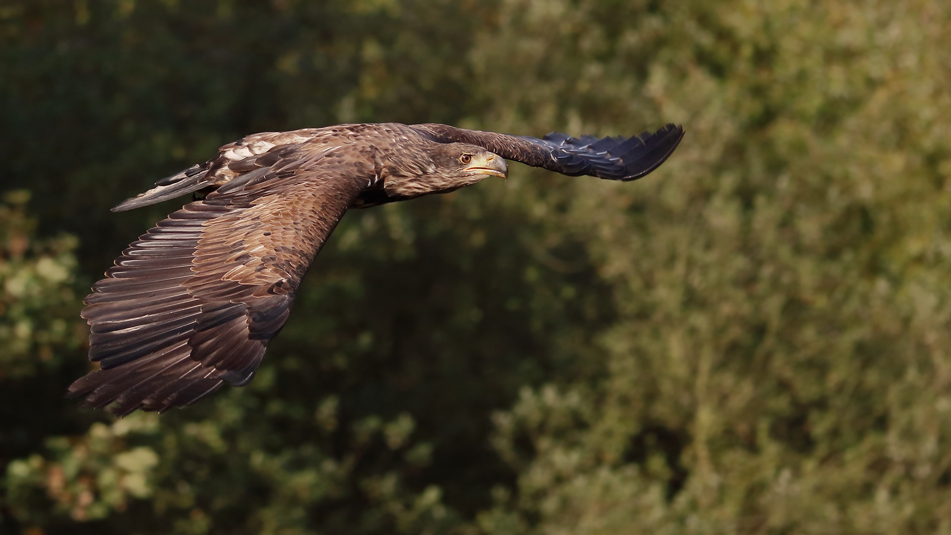 Der junge Seeadler im Flug