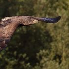 Der junge Seeadler im Flug