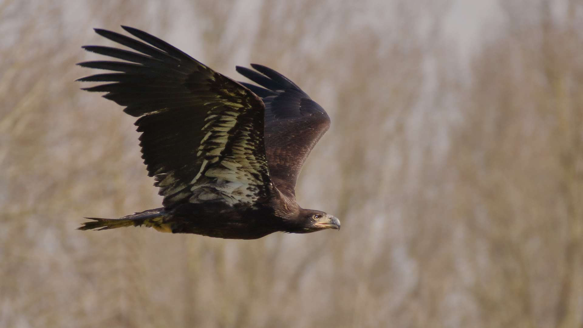 Der junge Seeadler im Flug