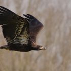 Der junge Seeadler im Flug