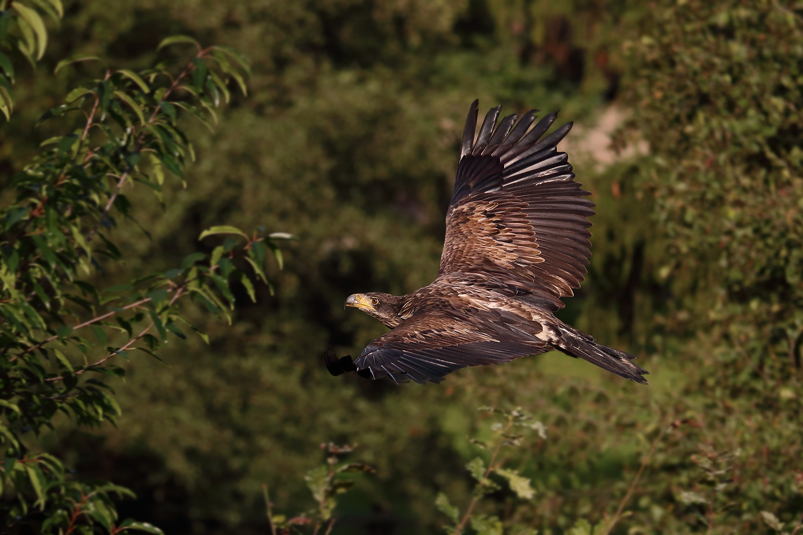 Der junge Seeadler im Herbst