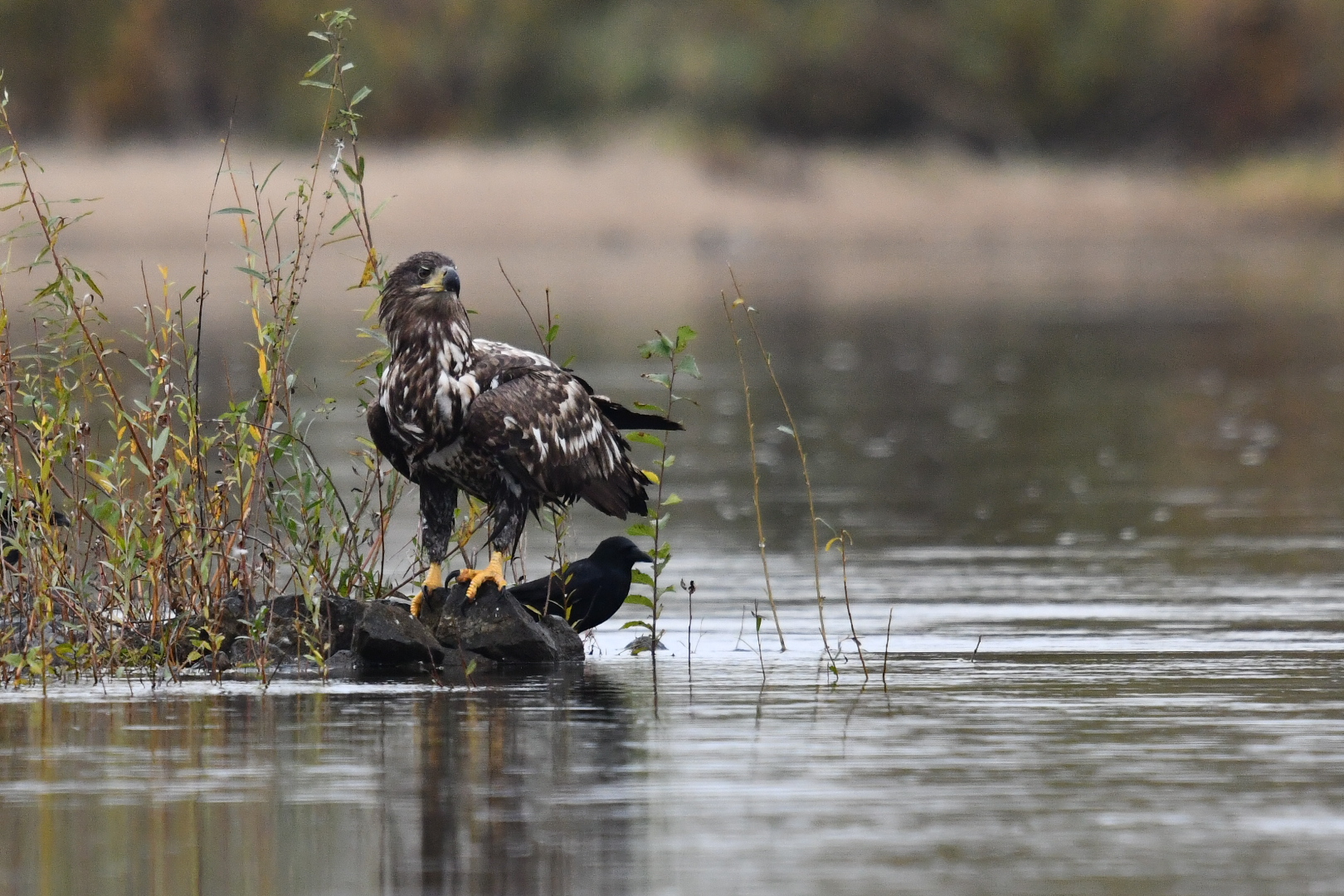 Der junge Seeadler sichert die Umgebung 