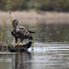 Der junge Seeadler sichert die Umgebung 