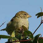 der junge Spatz auf dem Gebüsch----