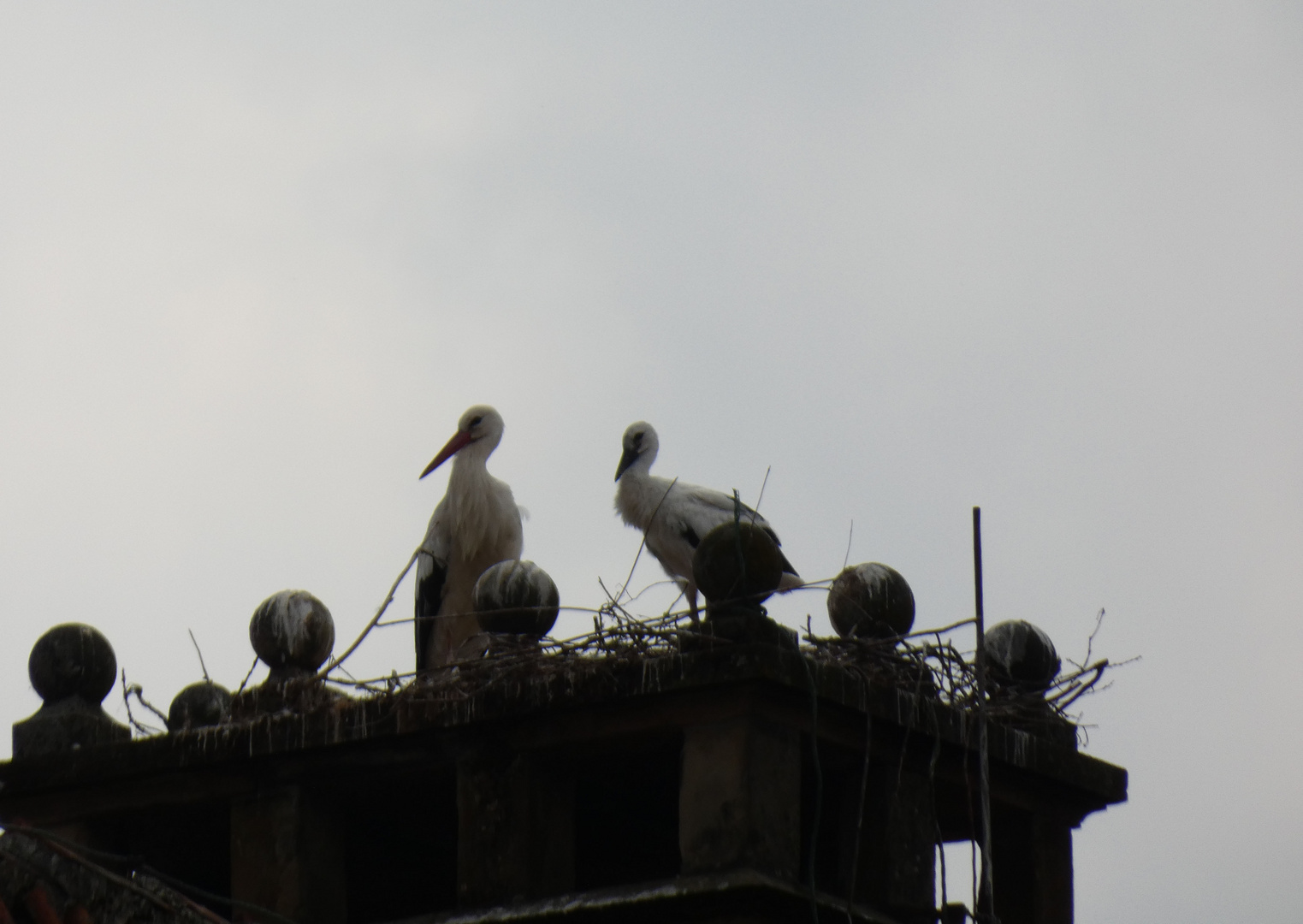 Der junge  Storch auf Schloss Heessen wächst...