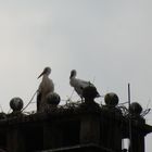 Der junge  Storch auf Schloss Heessen wächst...