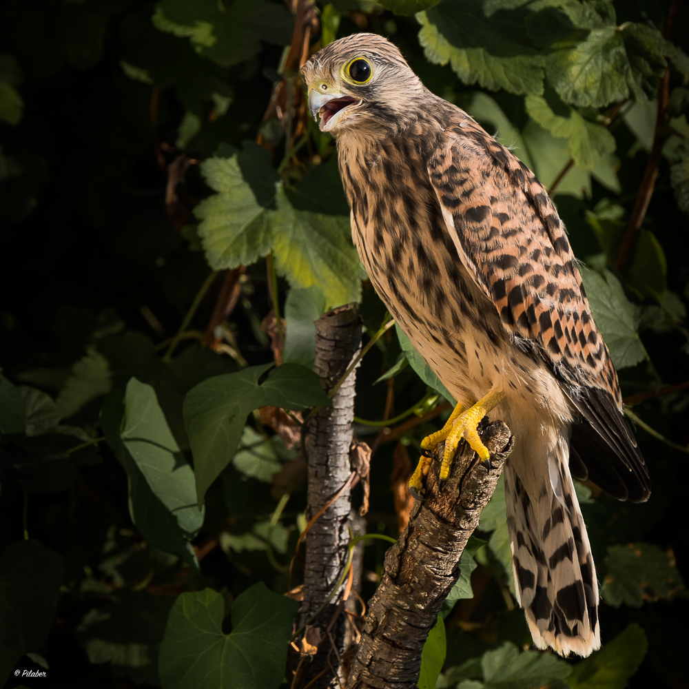 Der junge Turmfalke