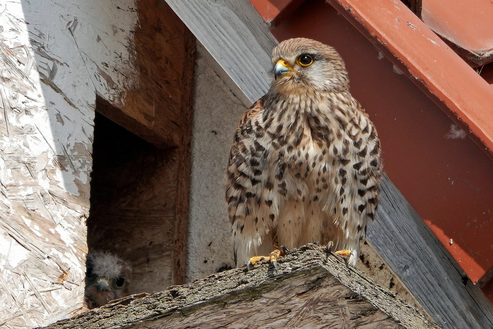 Der junge Turmfalke...