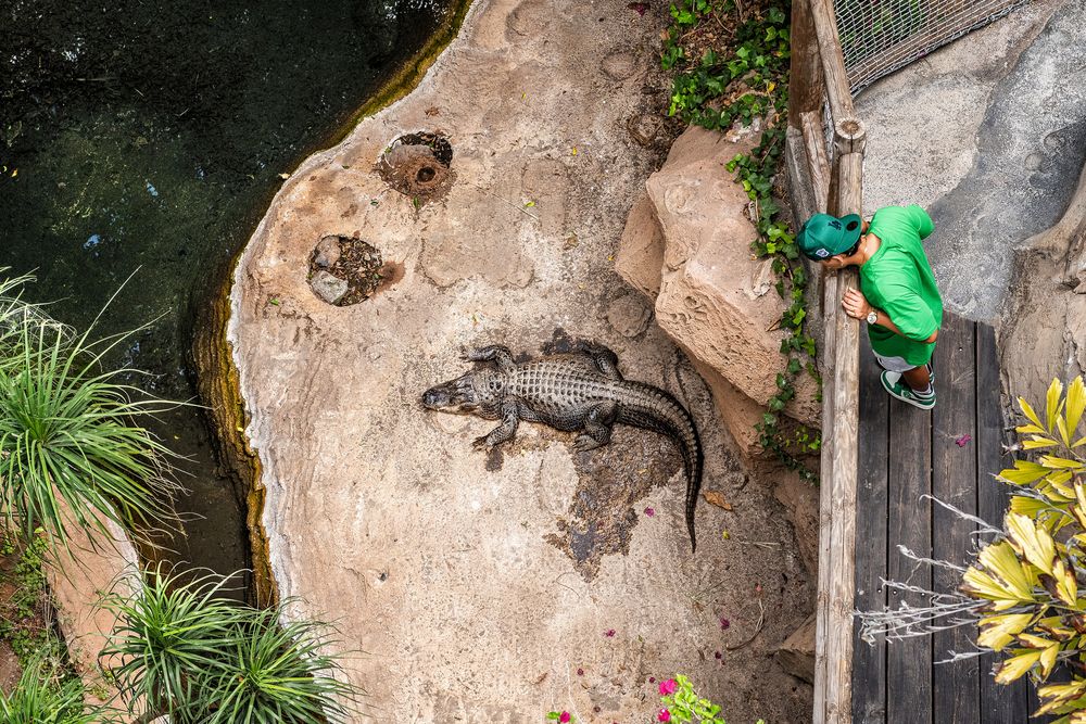 Der Junge und das Krokodil