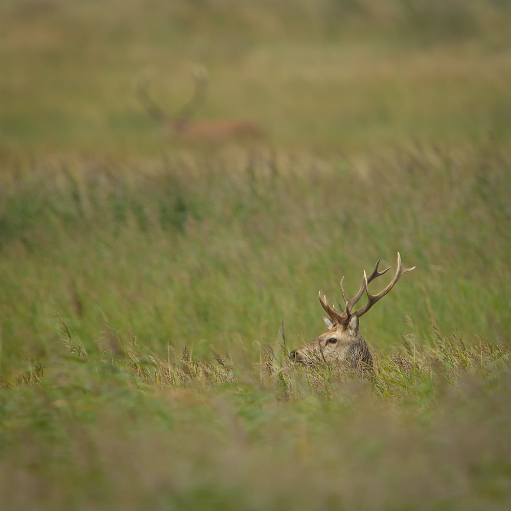 Der junge und der müde Hirsch