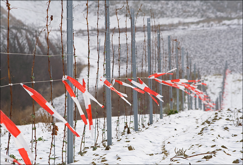 Der junge Weinstock im Winter 