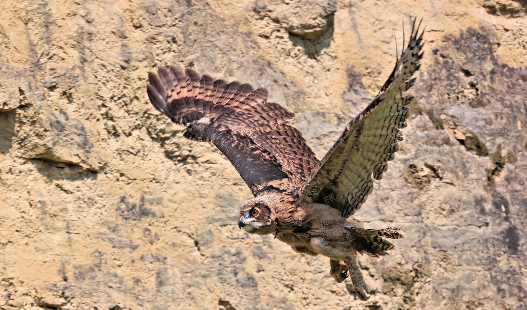 DER JUNGFERNFLUG DES UHU