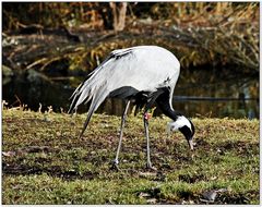 Der JUNGFERNKRANICH . . .