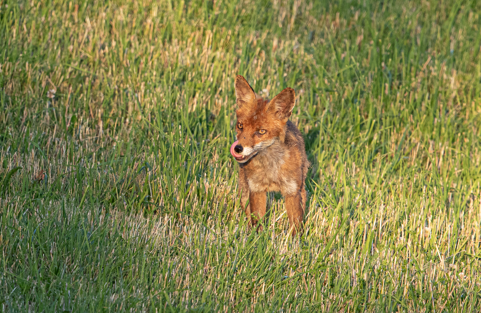 Der Jungfuchs ...