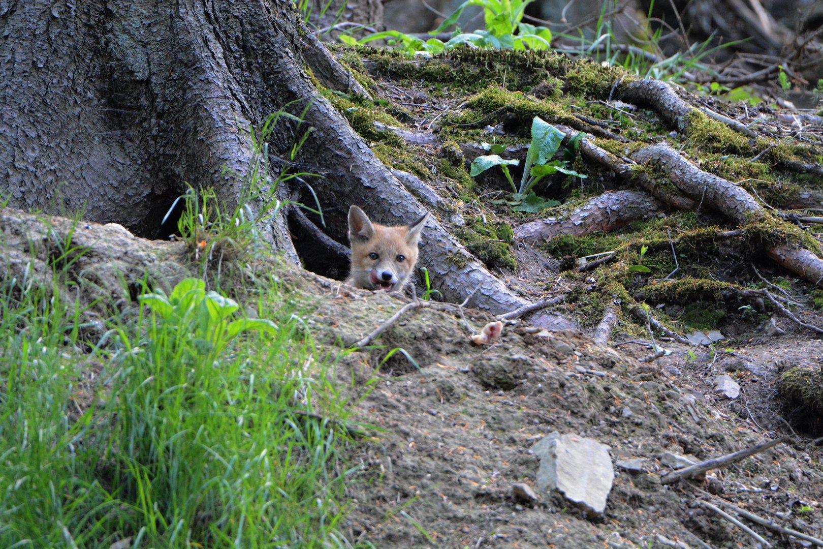 Der Jungfuchs lugt aus dem Bau.