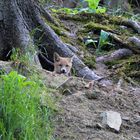 Der Jungfuchs lugt aus dem Bau.