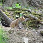 Der Jungfuchs  wagt sich aus dem Bau und sichert