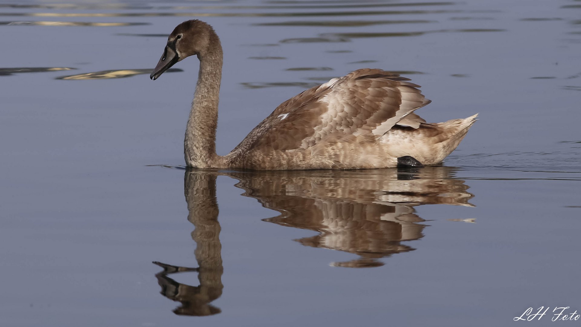 Der Jungschwan auf der Müritz