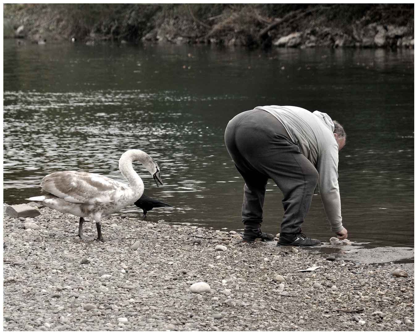 Der Jungschwan blickt durch 