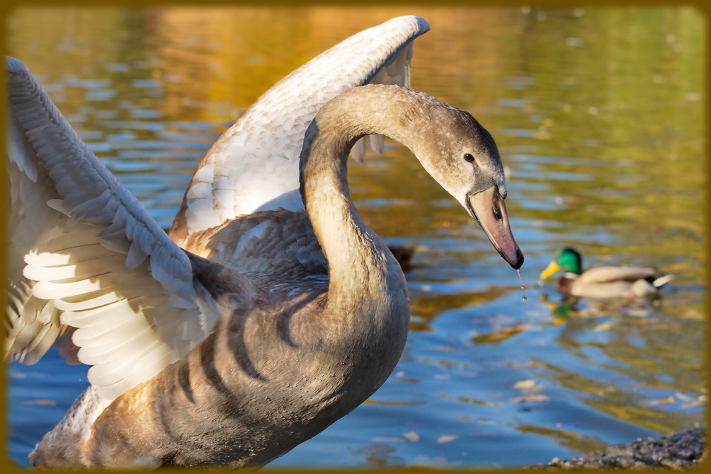 Der Jungschwan übt schon mal das Starten