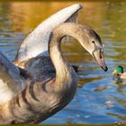 Der Jungschwan übt schon mal das Starten