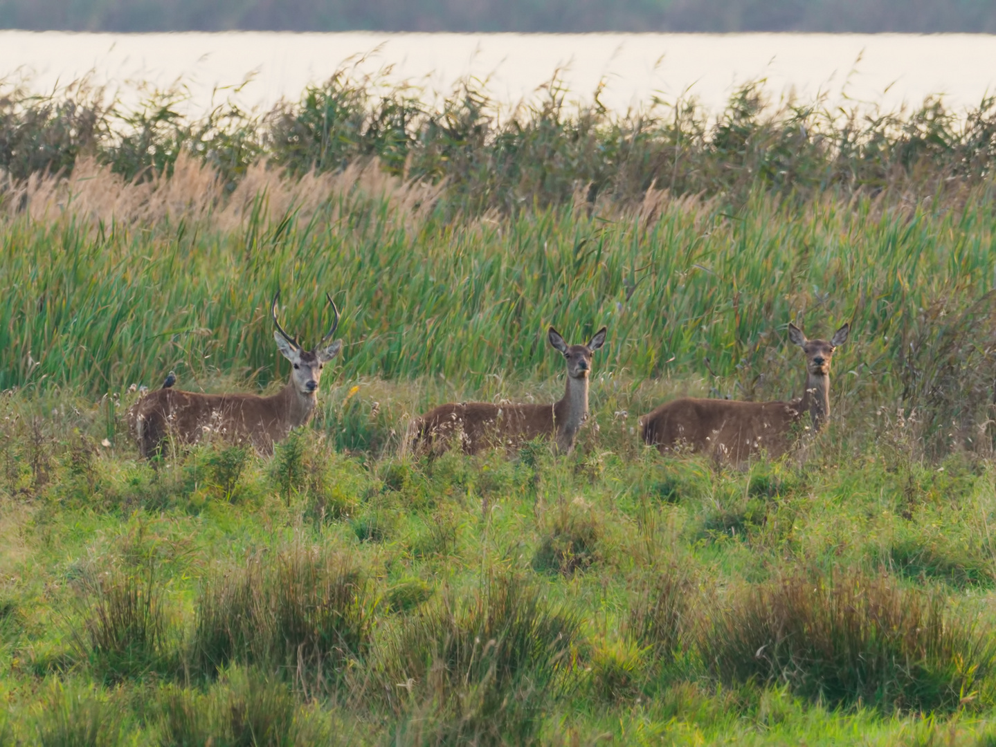 Der Jungspund 