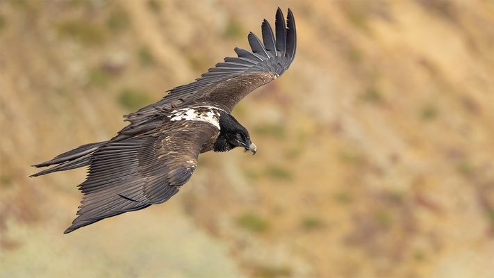 der jungspunt aus der Familie