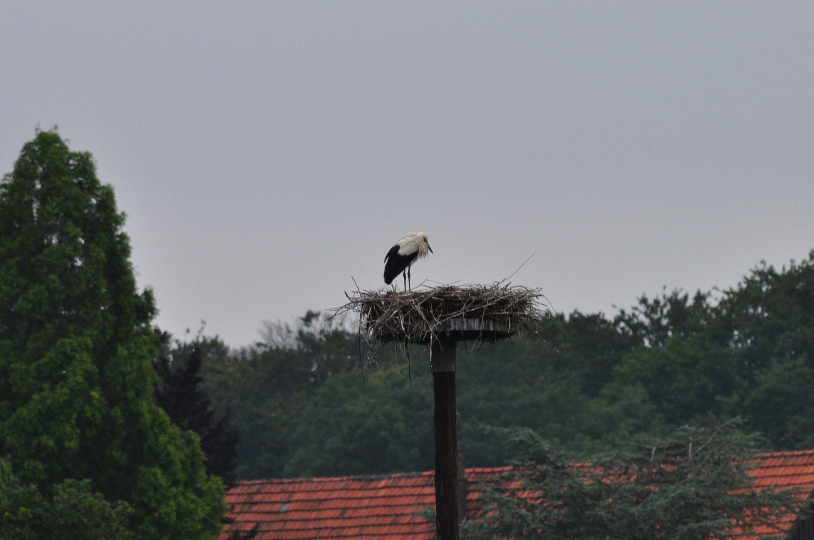 Der Jungstorch in Dinker