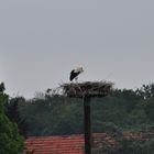 Der Jungstorch in Dinker