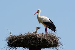 Der Jungstorch vor der Fütterung