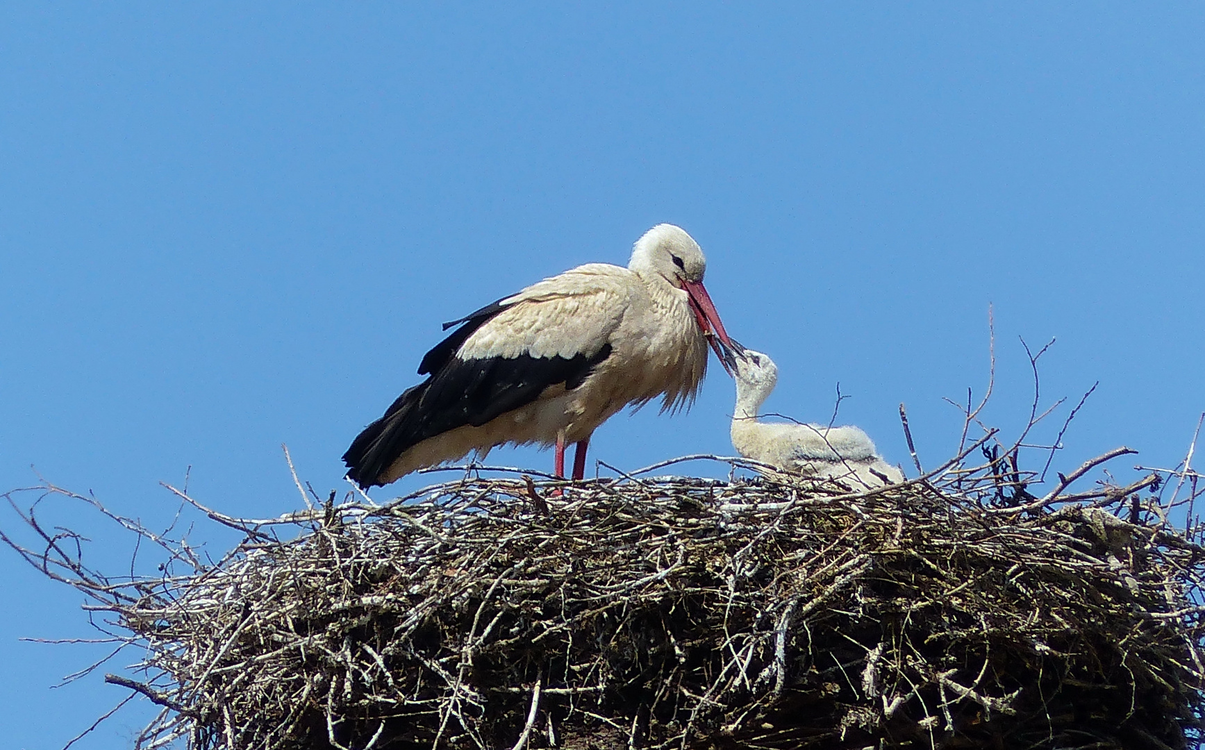 Der Jungvogel bettelte nach Futter 